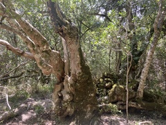 Celtis africana