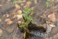 Veronica anagalloides