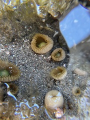Palythoa mutuki