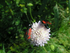 Zygaena minos