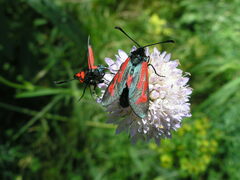 Zygaena minos