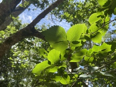 Celtis africana