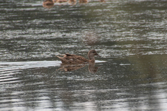 Mareca strepera strepera