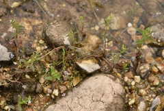 Veronica anagalloides