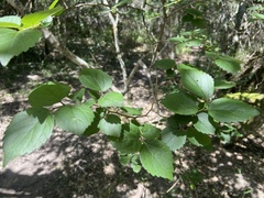 Celtis africana
