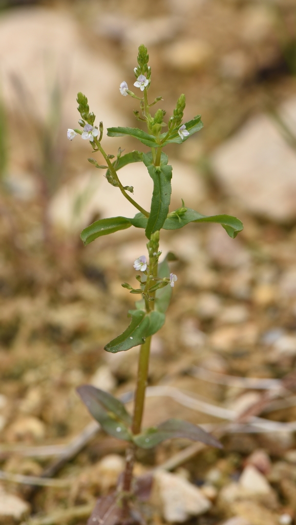 Veronica anagalloides