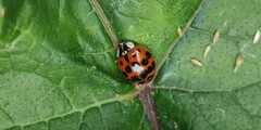 Harmonia axyridis