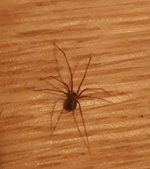 Physocyclus globosus