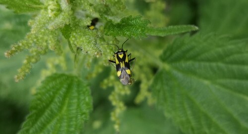 Observations by butorgogol · iNaturalist