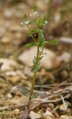 Veronica anagalloides