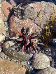 Eucidaris thouarsii