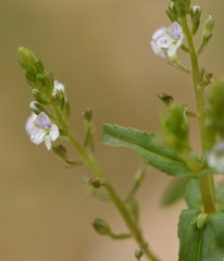 Veronica anagalloides