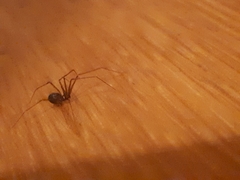 Physocyclus globosus