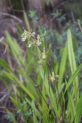 Encyclia granitica