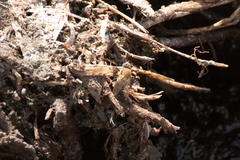 Polydontomyia curvipes