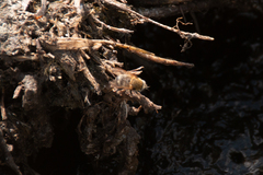 Polydontomyia curvipes