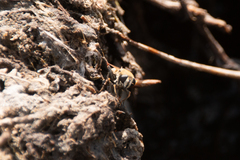 Polydontomyia curvipes