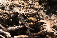 Polydontomyia curvipes