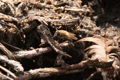 Polydontomyia curvipes