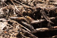 Polydontomyia curvipes