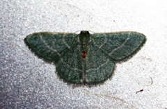 Chlorissa attenuata
