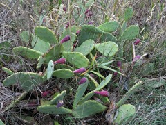 Opuntia anahuacensis