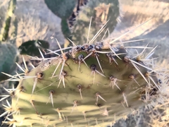 Opuntia leucotricha