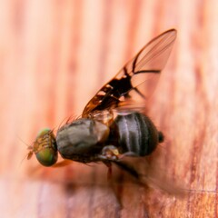 Anomoia purmunda