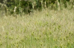 Aegilops neglecta