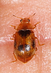 Coccidula scutellata