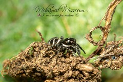 Salticus scenicus