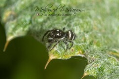 Salticus scenicus