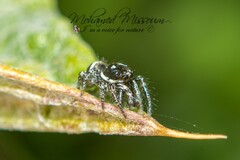 Salticus scenicus
