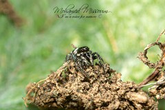 Salticus scenicus