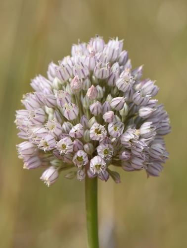 garden leek (Allium porrum)
