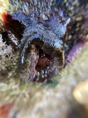 Bunodosoma californica
