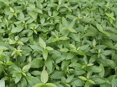 Mercurialis perennis