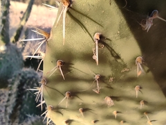 Opuntia leucotricha