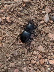 Pasimachus californicus