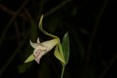 Cleistes grandiflora