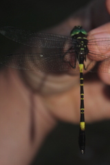 Phyllomacromia contumax