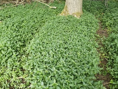 Mercurialis perennis