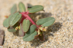 Euphorbia peplis