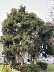 Melaleuca leucadendra