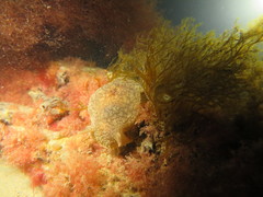 Pleurobranchaea maculata