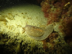 Pleurobranchaea maculata