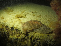 Pleurobranchaea maculata