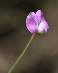Lathyrus hirsutus