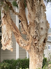 Melaleuca leucadendra