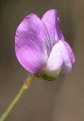 Lathyrus hirsutus